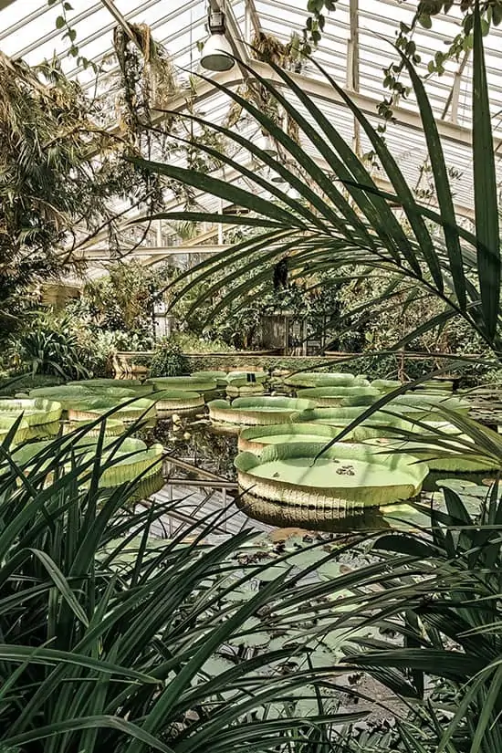 Plantentuin Meise bezoeken - Botanische tuin in Vlaams-Brabant - via AGMJ - FI