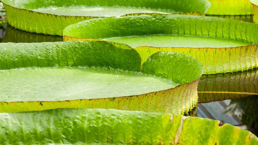 Reuzenwaterlelies - Plantenpaleis - Plantentuin Meise bezoeken - Botanische tuin in Vlaams-Brabant - via AGMJ