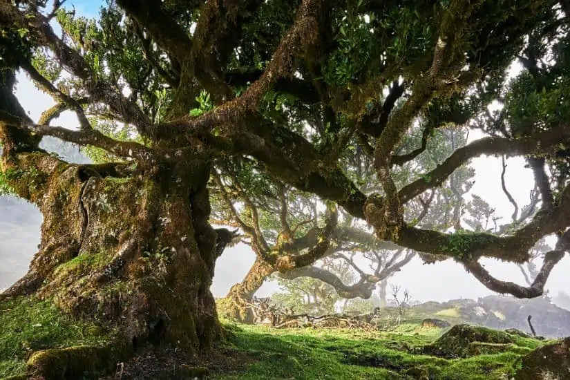 Fanal Forest: mistig en mysterieus laurierbos - Madeira bezienswaardigheden